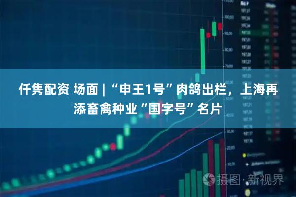 仟隽配资 场面 | “申王1号”肉鸽出栏,上海再添畜禽种业“国字号”名片